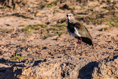   Vanneau téro - Southern Lapwing