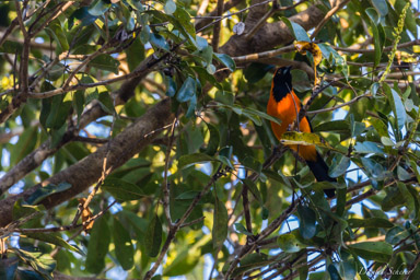   Oriole à dos orange - Orange-backed Troupial