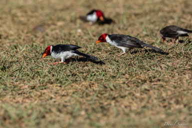   Paroare à bec jaune - Yellow-billed Cardinal