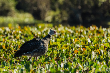   Kamichi à collier - Southern Screamer
