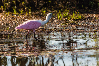   Spatule rosée - Roseate Spoonbill