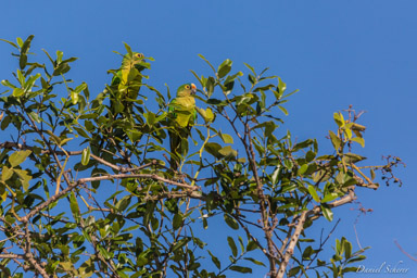   Conure couronnée - Peach fronted parakeet
