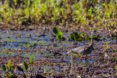  Caurale soleil - Sunbittern