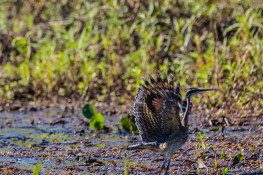   Caurale soleil - Sunbittern