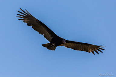   Urubu à tête jaune - Lesser Yellow-headed Vulture