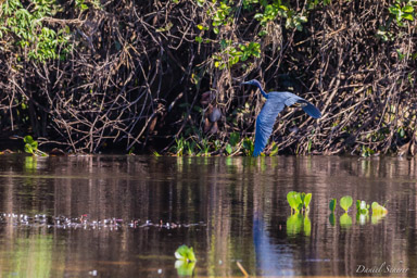   Aigrette bleue - Little Blue Heron