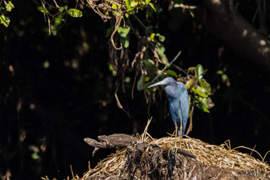  Aigrette bleue - Little Blue Heron