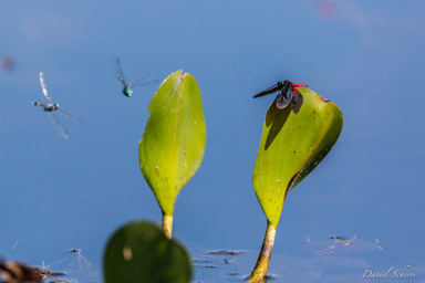   Libellules