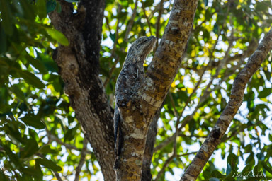  Grand Ibijau - Great Potoo