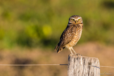 Chevêche des terriers  Chevêche des terriers - Burrowing Owl