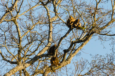   singes hurleurs