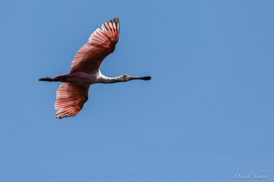   Spatule rosée - Roseate Spoonbill