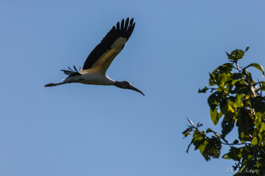   Tantale d'Amérique - Wood Stork