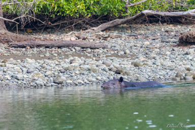 Tapir de Baird  