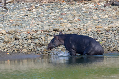 Tapir de Baird  