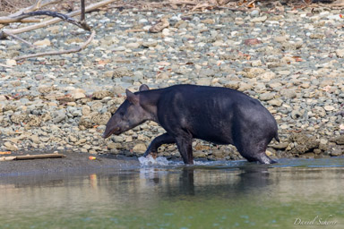 Tapir de Baird  