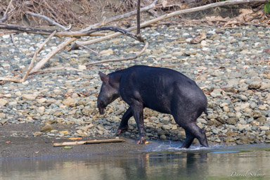 Tapir de Baird  