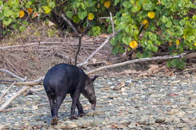 Tapir de Baird  