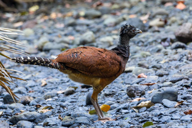 Grand Hocco ♀- Great Curassow   