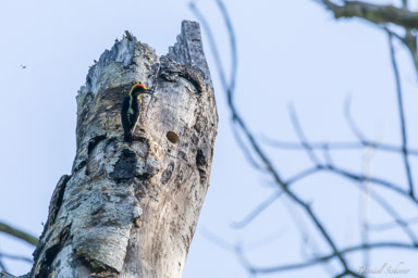 Pic masqué ♂ - Golden-naped Woodpecker  
