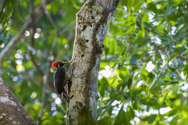 Pic ouentou ♀
- Lineated Woodpecker  