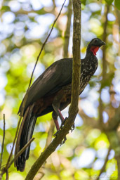 Pénélope panachée
- Crested Guan  