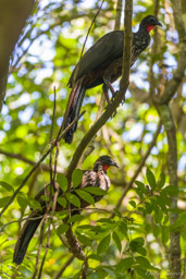 Pénélopes panachées
- Crested Guan  