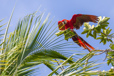 Ara rouge
Ara macao - Scarlet Macaw  