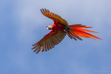 Ara rouge
Ara macao - Scarlet Macaw  