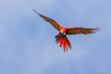 Ara rouge
Ara macao - Scarlet Macaw  