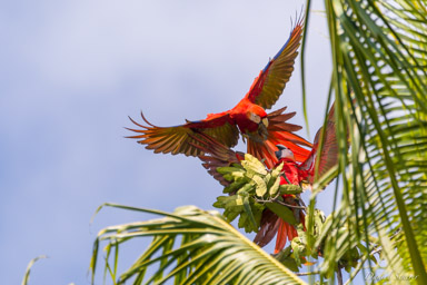 Ara rouge
Ara macao - Scarlet Macaw  
