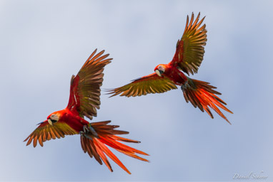 Ara rouge
Ara macao - Scarlet Macaw  