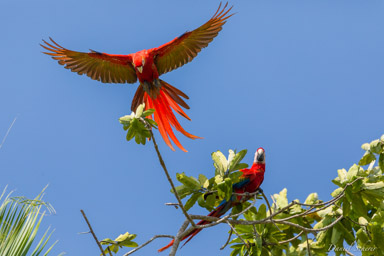 Ara rouge
Ara macao - Scarlet Macaw  