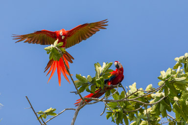 Ara rouge
Ara macao - Scarlet Macaw  