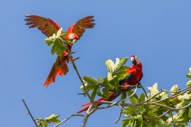 Ara rouge
Ara macao - Scarlet Macaw  