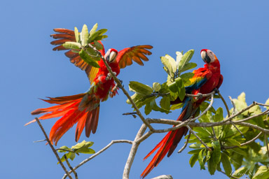 Ara rouge
Ara macao - Scarlet Macaw  