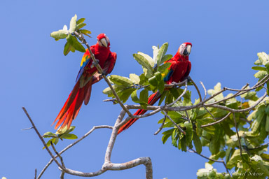 Ara rouge
Ara macao - Scarlet Macaw  