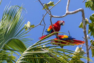Ara rouge
Ara macao - Scarlet Macaw  