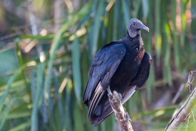 Urubu noir - Black Vulture  