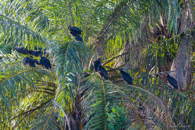 Urubu noir - Black Vulture  