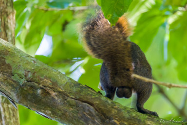 écureuil ♂  