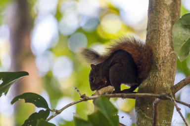 écureuil ♂  