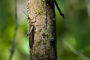 Cricket  