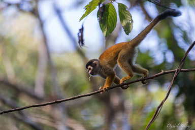 Singe écureuil - Squirrel Monkey  