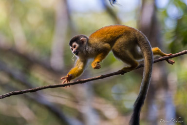 Singe écureuil - Squirrel Monkey  
