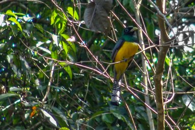 Trogon aurore ♂
-Black-throated Trogon  