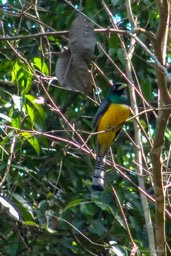 Trogon aurore ♂
-Black-throated Trogon  