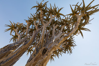 Aloe dichotoma  ou arbre à carquois  