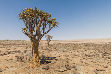 Aloe dichotoma  ou arbre à carquois  