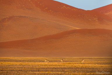 Sossuvlei  